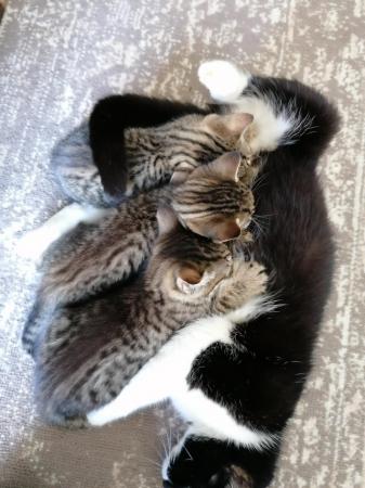 Image 5 of Gorgeous tabby dsh kittens