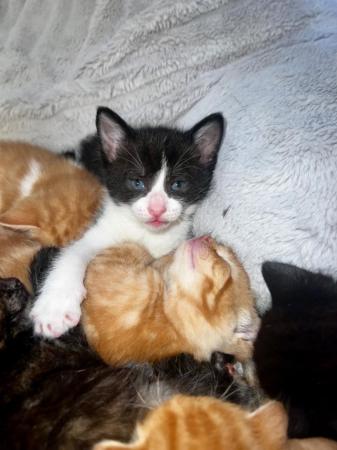 Image 3 of Absolutely beautiful, colourful litter of kittens!