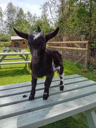 Image 3 of 12 week old male goat for sale