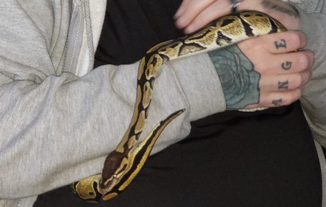 Preview of the first image of Approx 1 and a half year old Royal Python and vivarium..