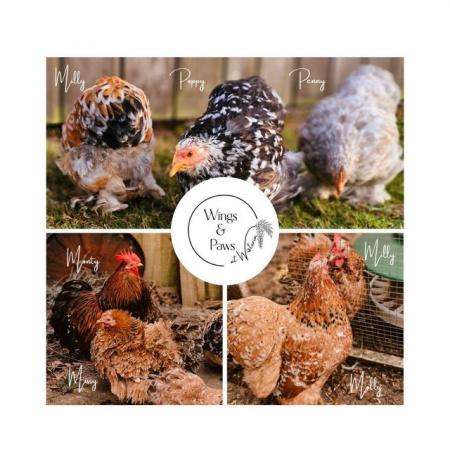 Image 7 of Home Reared Pekin Bantams - Hatching Eggs/Chicks/Pullets/POL