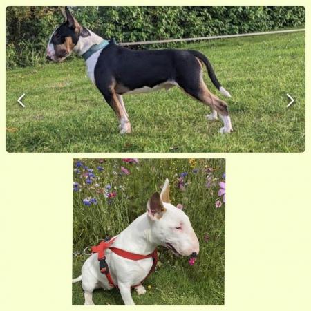Image 1 of KC Registered English Bull Terrier puppies