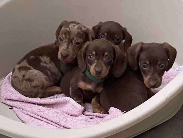 Preview of the first image of Miniature Dachshund ( 2 BOYS LEFT).