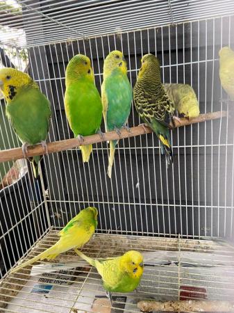 Image 4 of Pet type budgies now available to go