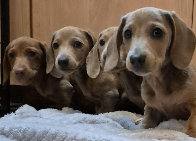 Adorable Pedigree Reg dachshunds puppies for sale in Stourport-on-severn, Worcestershire