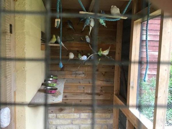 Image 1 of Young budgies 3-9 months old various colours