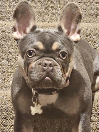 Image 3 of 1yr old female French bulldogmicrochipped