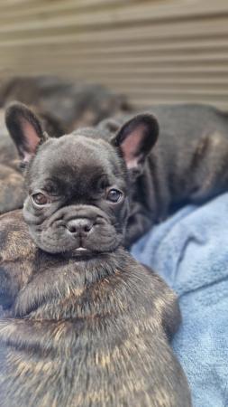 Image 3 of Champion sire kc healthy  French bulldog puppies