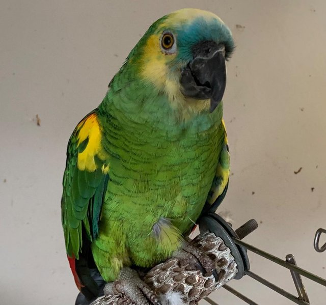 Preview of the first image of Blue Fronted Amazon 8year Old Male, stunning colours £600.