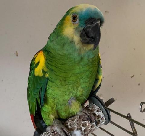 Image 1 of Blue Fronted Amazon 8year Old Male, stunning colours £600