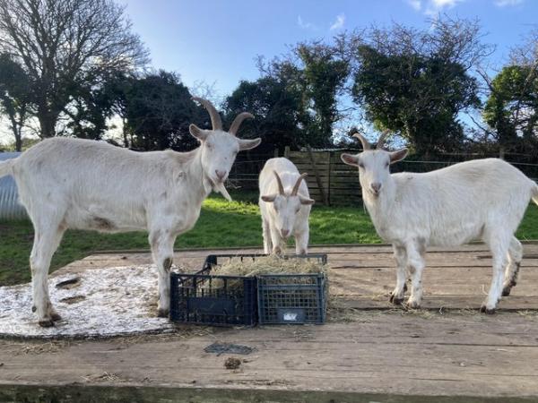 Image 1 of 4 goats for sale  2 boys 2 girls saanen bred
