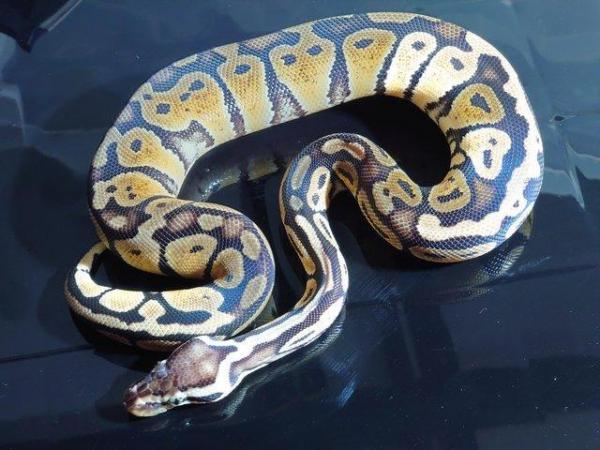 Image 4 of Royals python pastel yellow belly