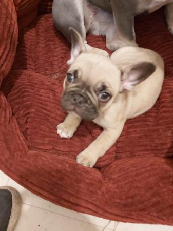 Image 2 of French Bulldog Puppies for sale