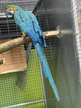 Image 2 of Blue and gold macaw male for sale