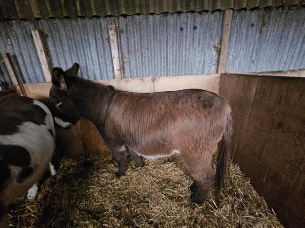 Image 4 of A pair of male Donkeys available for sale