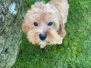 Image 2 of BELLA - ADULT CAVAPOO GIRL LOOKING FOR HER RETIREMENT HOME