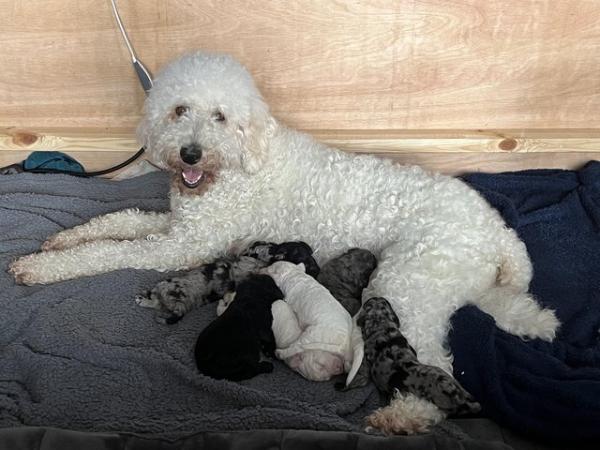 Image 6 of **Reduced** Goldendoodle x labradoodle double doodle pups