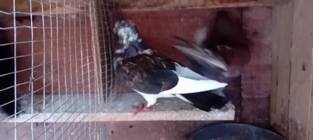 Image 5 of 1 year old pigeon mix  colour