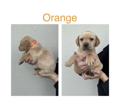 Image 6 of Labrador Puppies For Sale(Mobile correct now,was wrong)