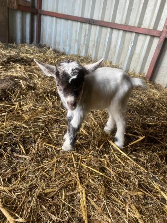 Image 3 of For sale- Pygmy goat kids