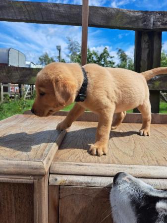Image 7 of Labrador puppies home bred farm reared