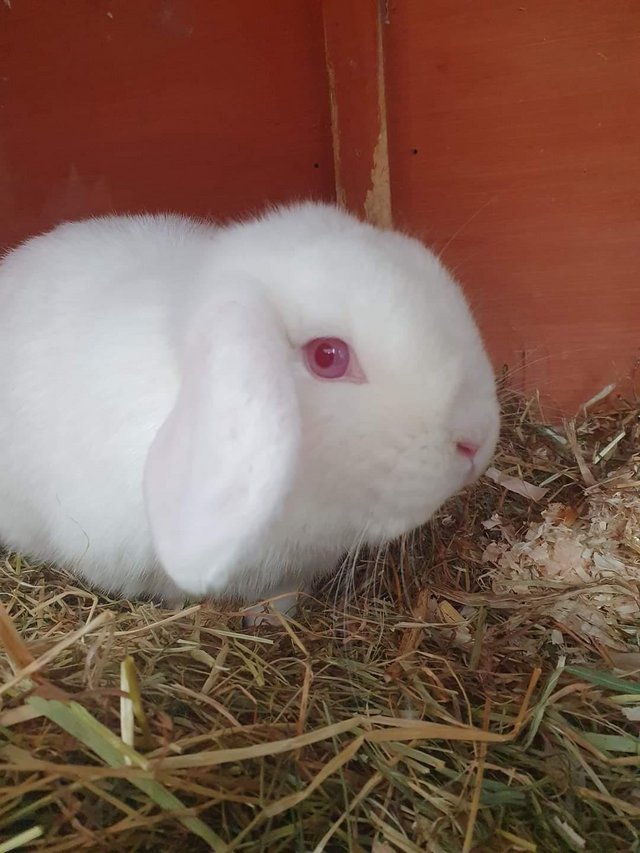 Preview of the first image of Spayed mini lop girl for adoption vac RHD2.