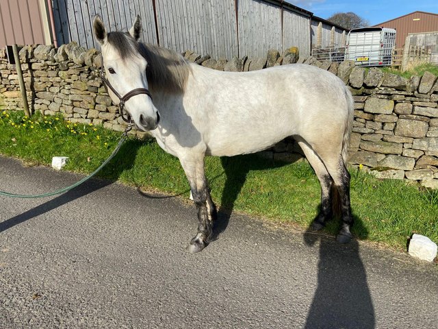 Preview of the first image of Gorgeous registered connemara mare.