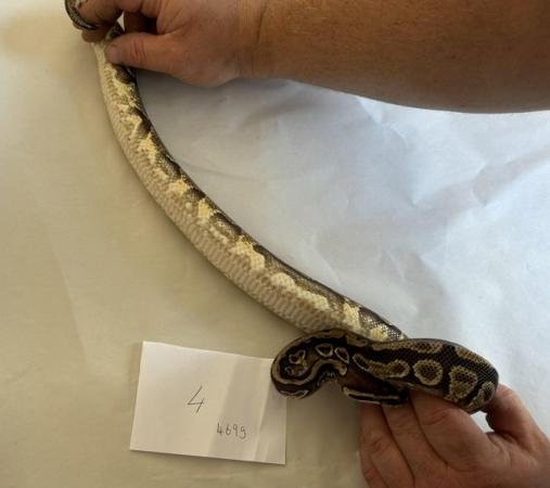Image 18 of Ball pythons, selling whole collection plus vivs