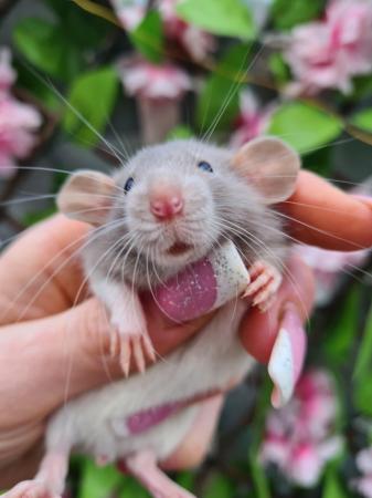 Image 5 of ***STUNNING LOVABLE SWEET NATURED BABY RATS