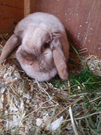 Image 5 of Spayed mini lop girl for adoption Vac rhd2