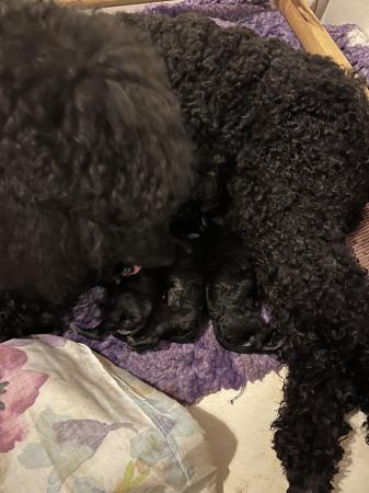 Image 6 of standard poodle pups for sale