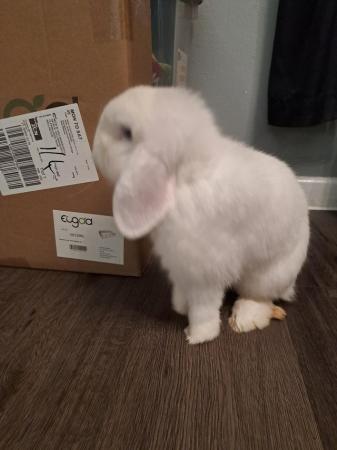 Image 4 of White mini lop male 15month old