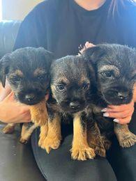 Image 1 of Border Terrier Pups, 1 female and 2 males.