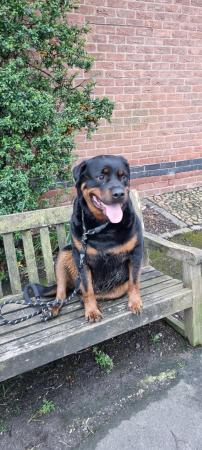 Image 5 of Ralph, male rotty, looking for forever home