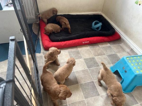 Image 10 of F1 miniature labradoodle puppies