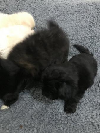 Image 20 of poodle x papillon puppies