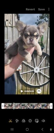 Image 4 of l kc registered fluffy/carrier French bulldog puppies