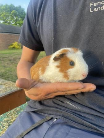 Image 5 of Male guinea pig for sale