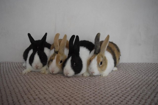 Image 2 of 14 week old pure Dutch Rabbits