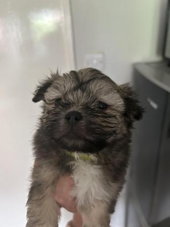 Image 12 of 6 x shihtzu x puppies for sale