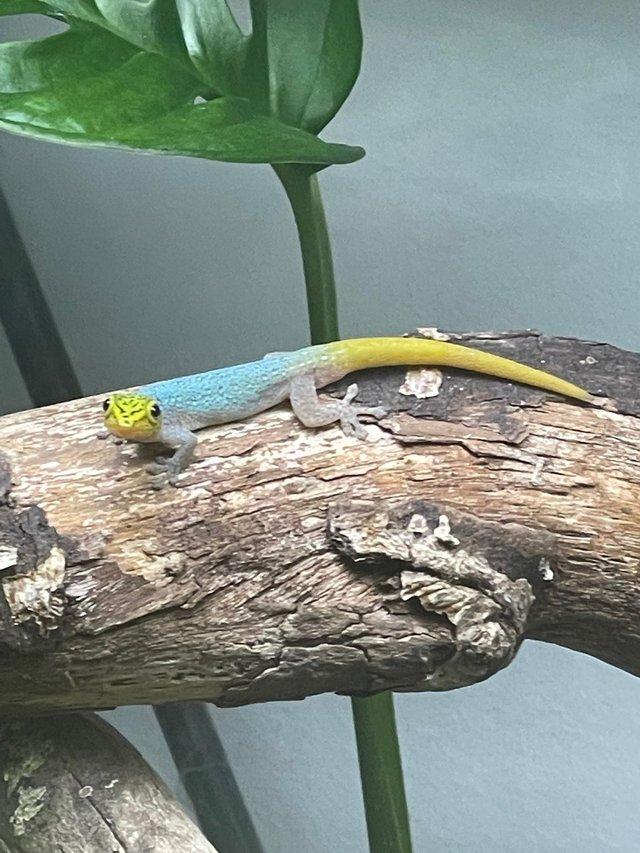 Preview of the first image of Cameroon dwarf day gecko. Lygodactylus conraui.