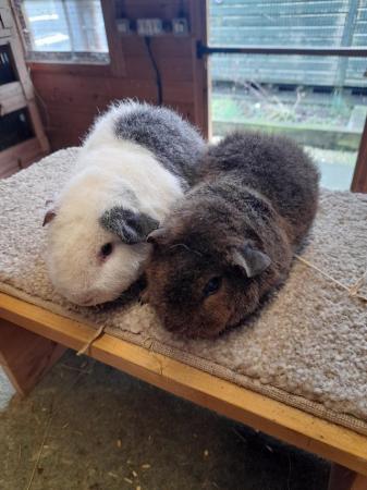Image 5 of Guinea pigs bonded teddy boars available £60 pair