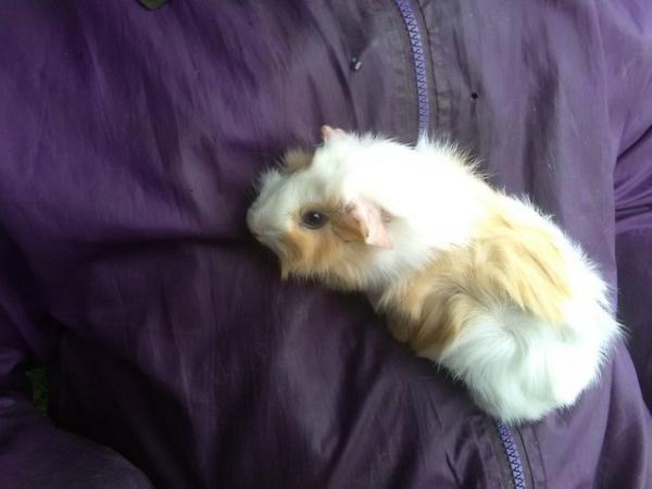Image 2 of Female Baby Tufted Guinea Pig 8 weeks old
