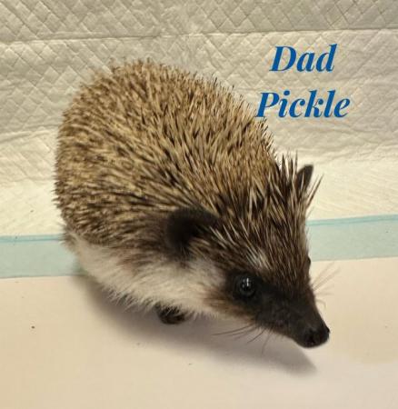 Image 5 of African Pygmy hedgehogs