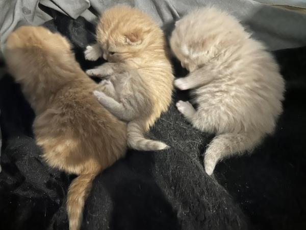 Image 3 of Full ginger Bsh x kittens