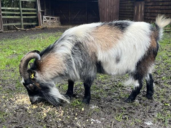 Image 2 of Breeding billy Pygmy goat for sale