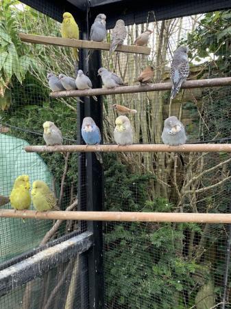 Image 4 of Exhibition budgies for sale
