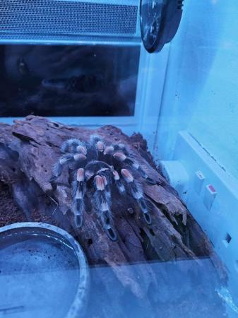 Image 2 of Mexican Red Knee (Brachypelma)