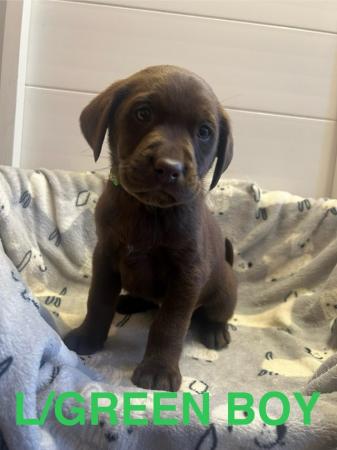 Image 7 of READY NOW! KC Health Tested Chocolate Show Labrador Puppies