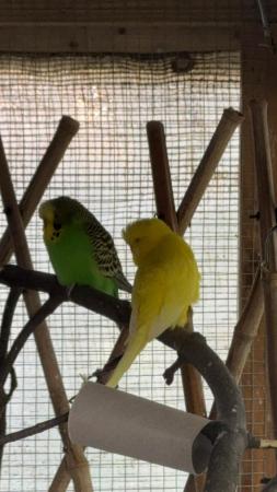 Image 2 of Budgie and cockatiel rescue (NOT FOR SALE)